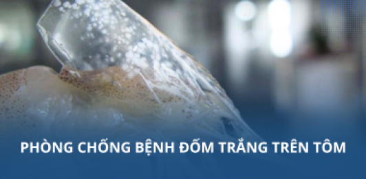 Phòng chống bệnh đốm trắng trên tôm